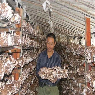 fungus-compost-grow-stick-bag-packer