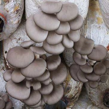 fungus-compost-grow-stick-bag-packer