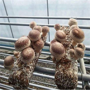 mushroom-cultivation-bag-filling-machine